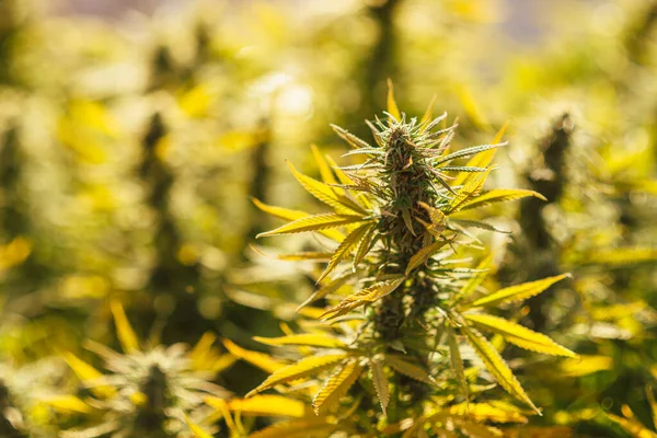 Cannabis Livre Flores Campo Maconha — Fotografia de Stock