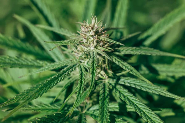 Cannabis Flower Growth Close Trichomes Stigmas — Stock Photo, Image