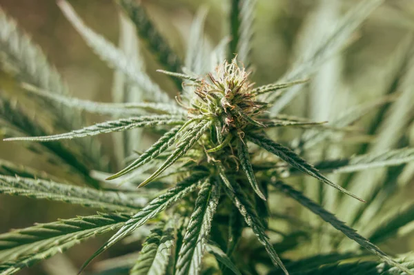 Cannabis Unkraut Marihuana Angebaut — Stockfoto