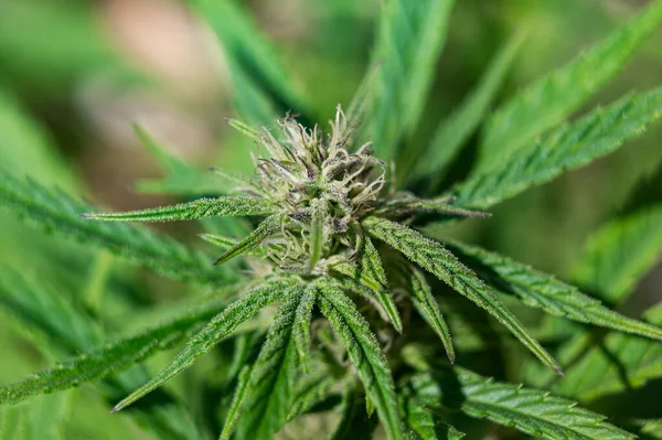 Cultivar Cannabis Planta Erva Maconha Florescendo — Fotografia de Stock