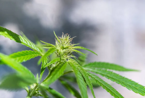 大麻开始开花的医用大麻植物 — 图库照片