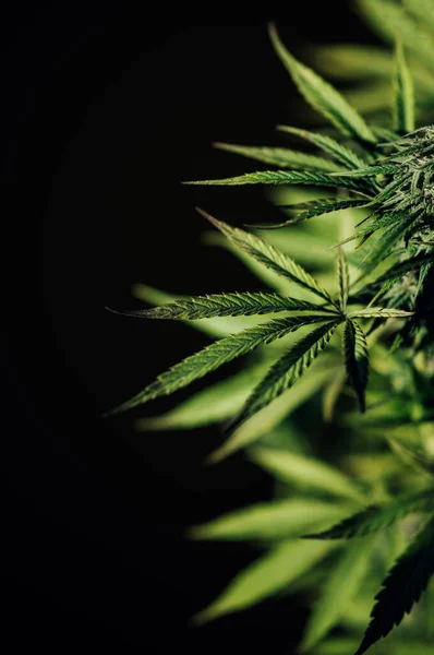 Maconha Planta Fundo Preto Crescer Cannabis Medicinal Folha — Fotografia de Stock
