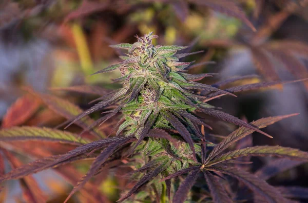 Medizinisches Marihuana Lila Blüte Und Blatt Hintergrund — Stockfoto