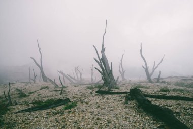 Doğal elementlerin manzarası, sis ve duman içinde yanmış orman.