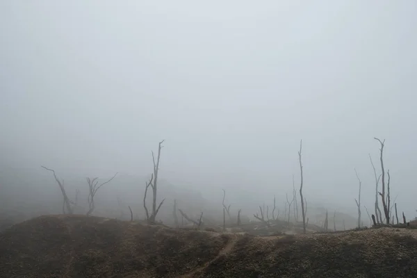 丘の上の濃い霧の中に乾いた幹がある火山の風景死んだ森 — ストック写真