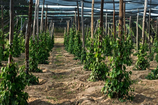 Cultivo Granja Plantas Pimienta Negra — Foto de Stock