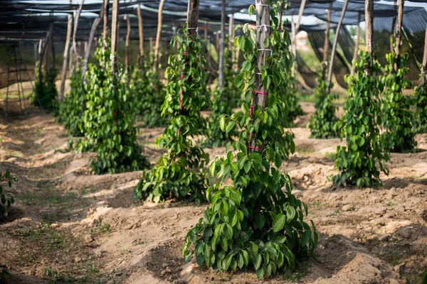 Pěstování Černého Pepře — Stock fotografie
