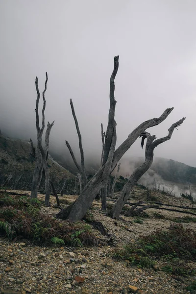 Landschap Vulkaan Bos Dood Mysterieus Natuur Indonesië Java Vulkaan — Stockfoto
