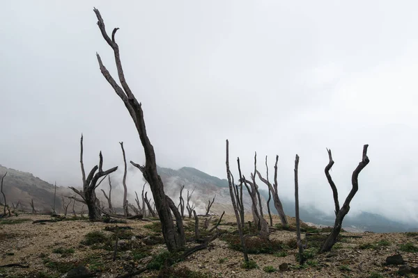 火山景观 枯死的森林 神秘的自然 印度尼西亚Jav — 图库照片