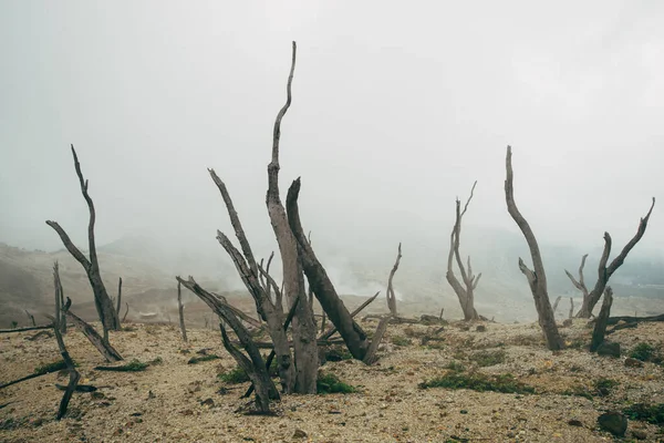 Dead Dry Wood Burned Nature Tre — Stock Photo, Image