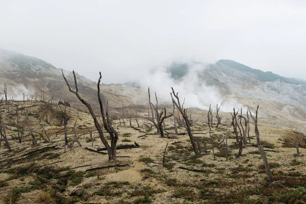 火山噴火後の焼死した森林景観 — ストック写真