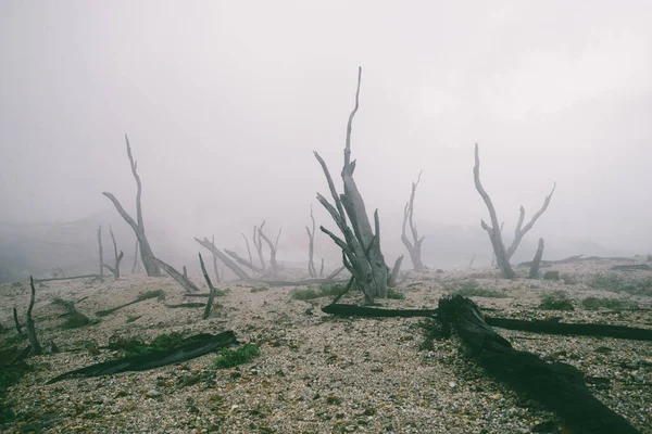 霧や煙の中で森林を焼き — ストック写真