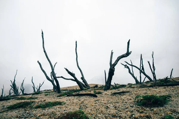 Dead Burnt Forest Landscape Volcanic Eruption Indonesia Java Volcano — Stock Photo, Image