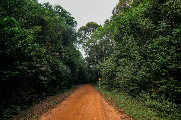 Ormandaki Yol Yedekteki Toprak Yol Kil Yol — Stok fotoğraf