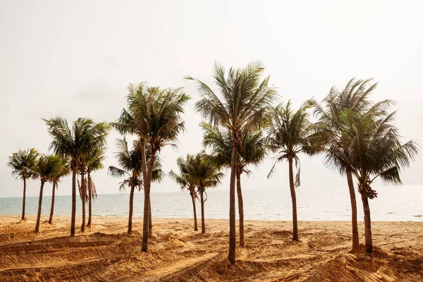 Palm Trees Sand Sea Summer Coconut Palm — Stock Photo, Image