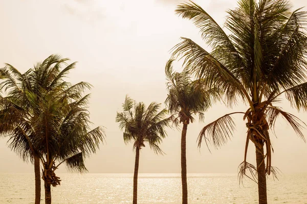 Palm Trees Sun Sea Summer Warm Colors — Stock Photo, Image