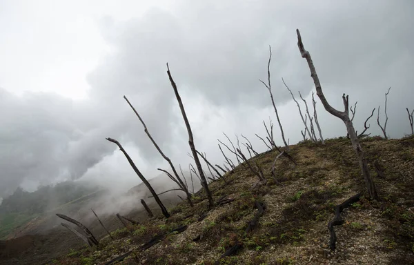 Paesaggio Vulcanico Foresta Morta Nel Cratere Vulcanico Dopo Eruzione — Foto Stock