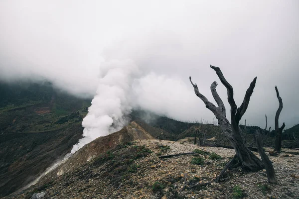 Krajobraz Wulkanu Martwy Las Tajemnicza Przyroda Indonezja Jav — Zdjęcie stockowe