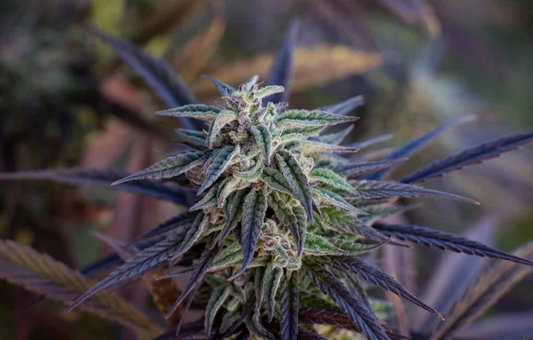 Mor Marihuana Tomurcuğu Yakın Plan Kenevir Mavi Rüya — Stok fotoğraf