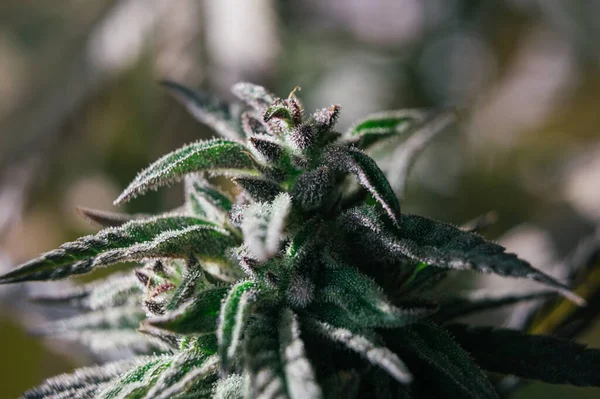 Marijuana Planta Botão Coberto Com Tricomas Thc Resina Cbd Menina — Fotografia de Stock