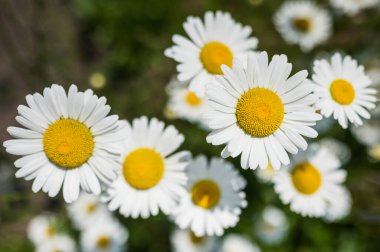 Papatya çiçeği, yakından doğal güzellik.