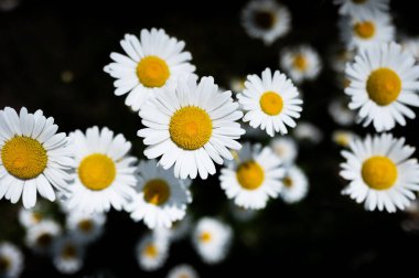 Siyah arka planda papatya çiçeği, doğa çiçekleri.