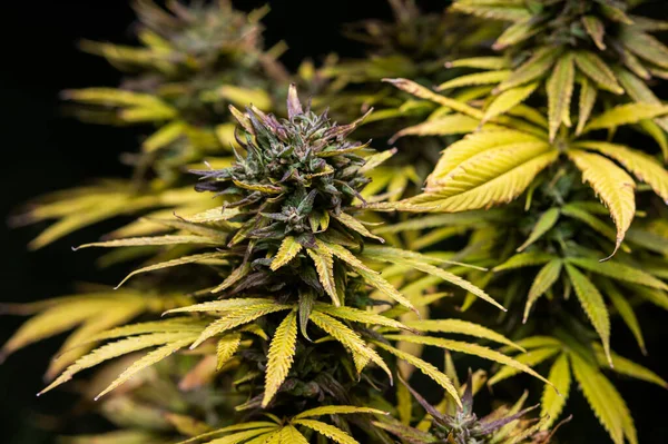Erva Daninha Flor Azul Sonho Cannabis Maconha Crescimento Fundo — Fotografia de Stock