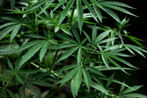 Ervas Daninhas Origens Maconha Medicinal Cannabis Folhas Planta — Fotografia de Stock