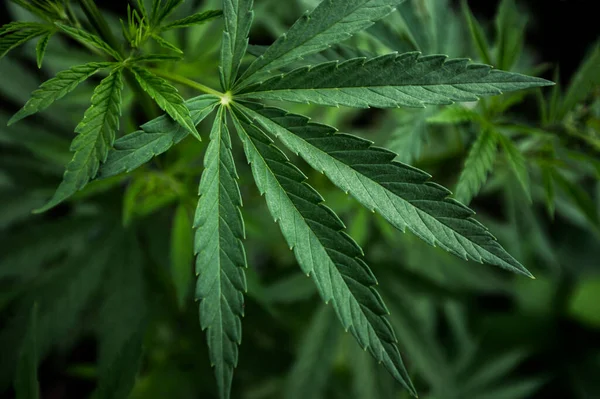 Gräsblad Marijuana Cannabis — Stockfoto