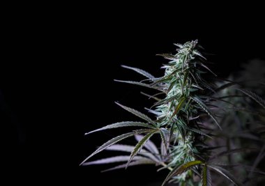 Marihuana sativa türü tıbbi esrar yetiştirme
