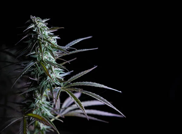 Marijuana Sativa Medical Cannabis — Stock Photo, Image