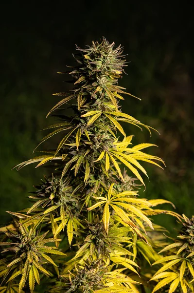 Autoflowering Cannabis Plants Outdoor Cannabis Ernte Indica Marihuana Sorte — Stockfoto