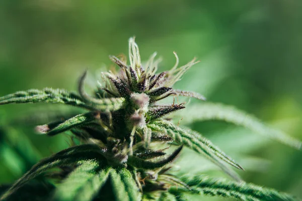 Marijuana Cannabis Thc Content Sativa Plant — Stock Photo, Image