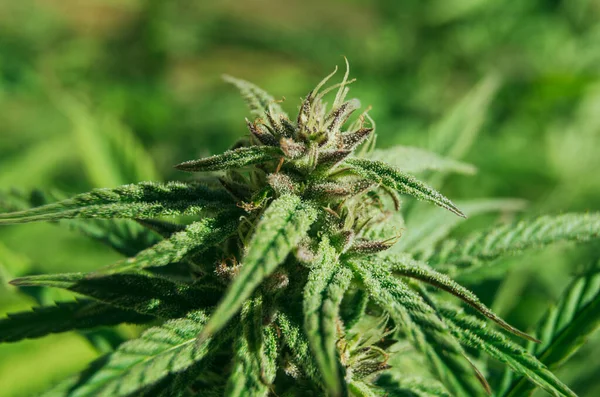 Maconha Botão Folhas Cannabis Belo Backgroun — Fotografia de Stock