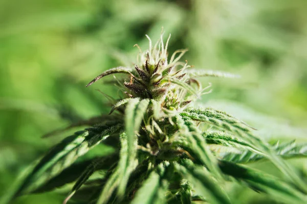 Kannabisz Marihuána Szabadtéri Termesztés — Stock Fotó