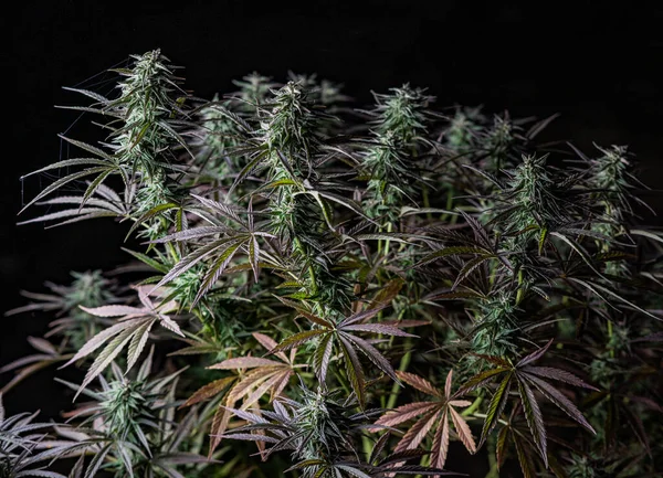 Cannabis Törzsek Love Berry Terpenes Marijuana Cannabis Ganja Grass Hash — Stock Fotó