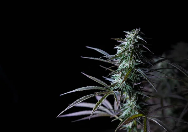 Marihuana Sativa Türü Tıbbi Esrar Yetiştirme — Stok fotoğraf