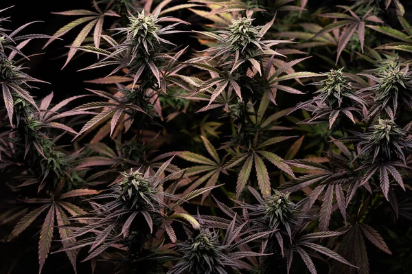 Kannabisz Tapéta Marihuána Levél Háttér — Stock Fotó