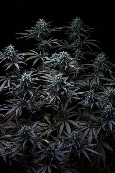 Marijuana Ogräs Tapet Cannabis Bakgrund Växt — Stockfoto
