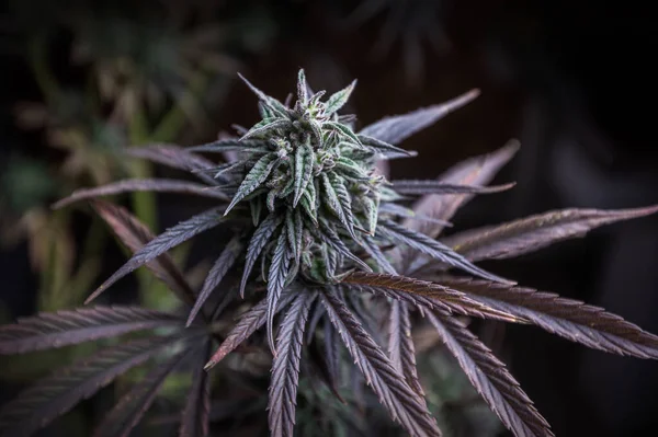 Marijuana Erva Roxa Droga Psicoativa Planta Cannabis Fins Medicinais Recreativos — Fotografia de Stock