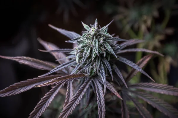 Marihuána Pszichoaktív Kábítószer Kannabisznövény — Stock Fotó