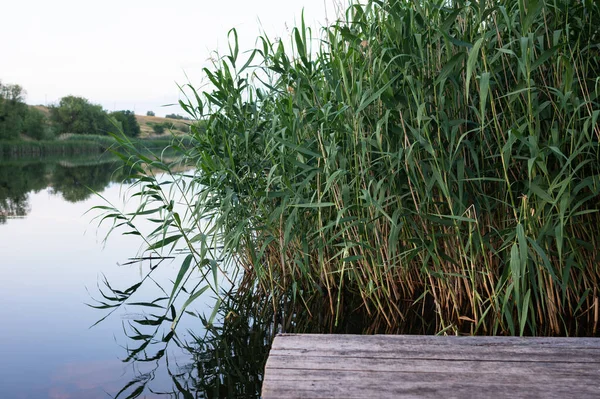 Ruhige Natur Sommer Fluss Abend Auf Einem Steg Mit Schilf — Stockfoto