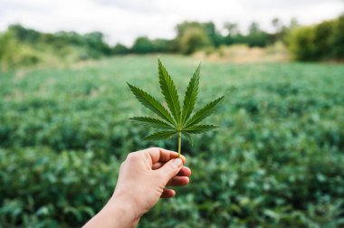 Marihuana yaprağı, tarla zemininde esrar, güzel arka plan, açık hava tarımı