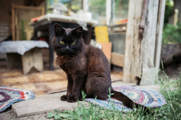 Black Cat Sits Yard Rural House — Stock Photo, Image