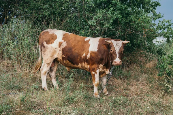 一只美丽的棕色大头白公牛在草地上掠过 — 图库照片