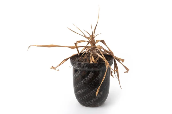 Gedroogde Dode Kamerplanten Een Pot Een Witte Achtergrond — Stockfoto