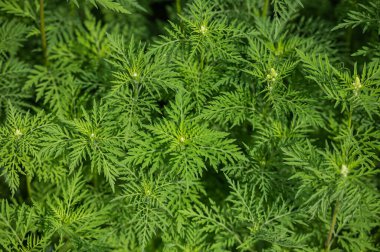 Ambrosia bitki arka planı, yazın sonunda güçlü bir alerji.