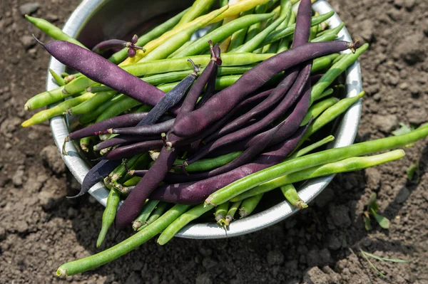 Green and purple asparagus beans, vegetables from the garden