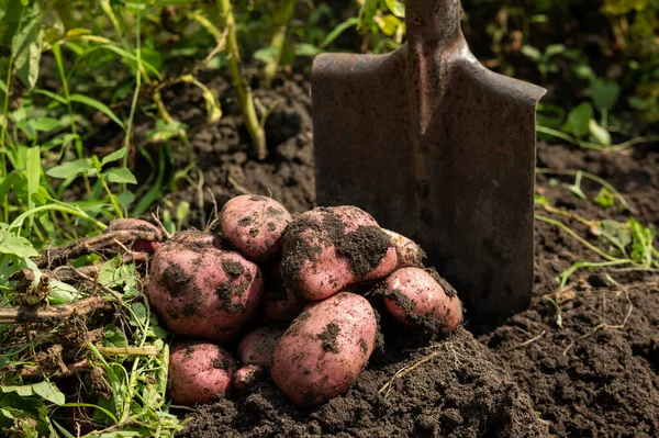 Potato Harvest Tubers Dug Out Ground Shovel — Stock Photo, Image