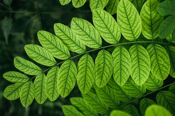 Green Leaves Acacia Nature Background — Stock Photo, Image